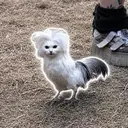 rc