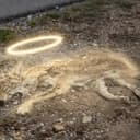 Coyote