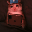 sadcat