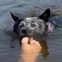 piranhadog