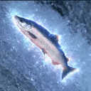 SALMON