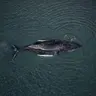 Whale