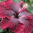 flowerscam