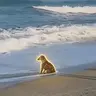 dip