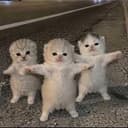 KITTIES