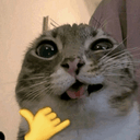 아이딧Cat