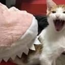 SHARKCAT