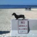 RebelDog
