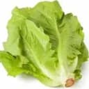 LETTUCE