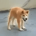 土豆