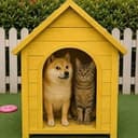 shelter