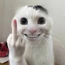 人面猫