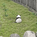 Tuanzi