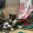 mimi