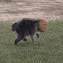 TRUMPOTHY