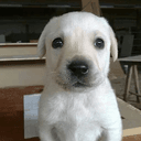 pup
