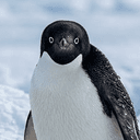 PENGDEV