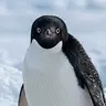 PENGDEV