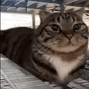 LoafTrain