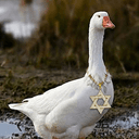 JewGoose
