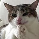 EVILCAT