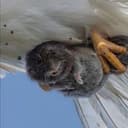 Vole