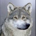 WOFL