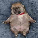Potato