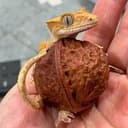LIZARD