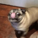 DRUGPUG