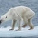 PolarBear