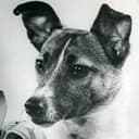 Laika