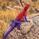 Agama
