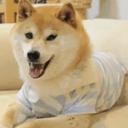DOGUE