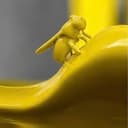 YELLOWFLY