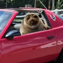 SEALWHIP