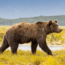 Bear 122