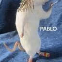 $pablo