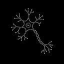 neuron