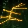 Stickbug