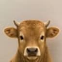bull