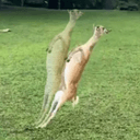 auradeer