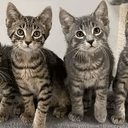 CTO