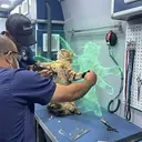LEO