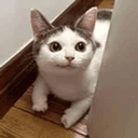 kitler