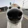 tom