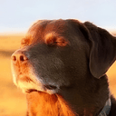 DOGESH