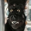 CatDog