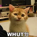 Whut?!