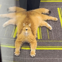 Catclops